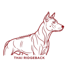 Thairidgeback