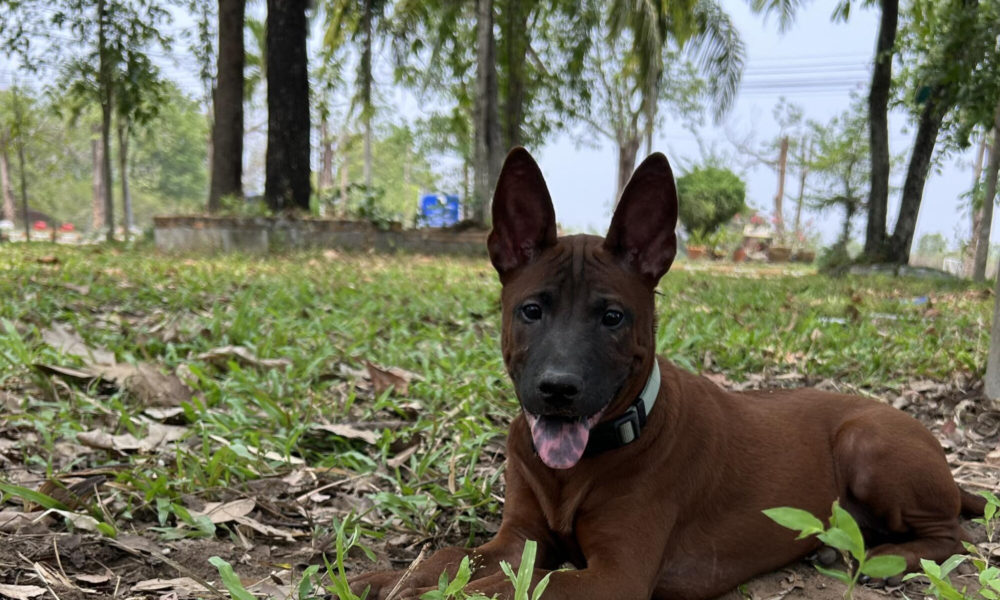 สุนัขไทยหลังอาน - Thai Ridgeback Dog